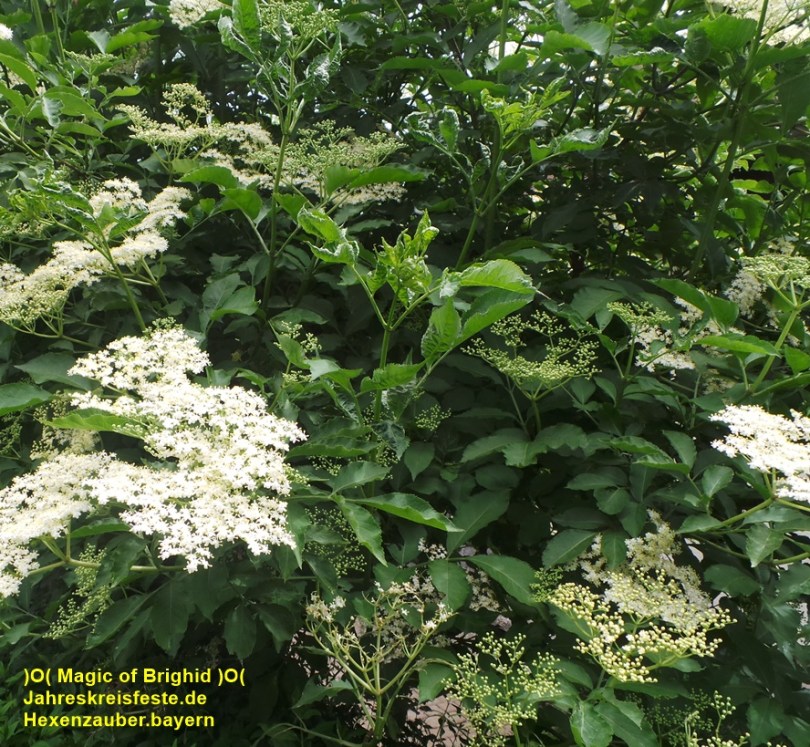 hollunderzauber
