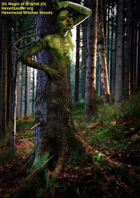 magischer wald, feenwald, zwergenwald