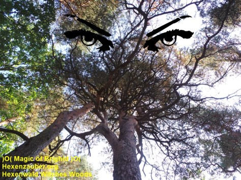 sorcieres forestieres rituel, sorcieres de pleine lune