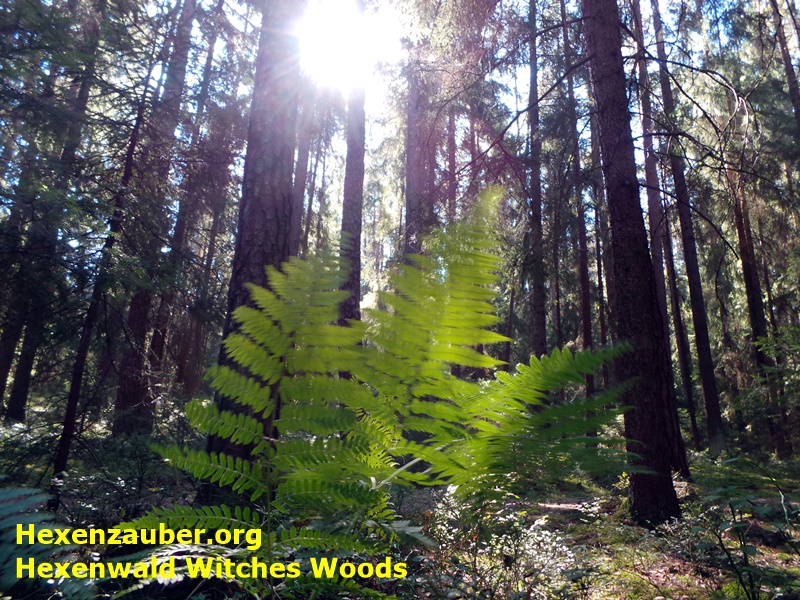 hexenwald, maerchenwald, zauberwald, http://www-jahreskreisfeste.de
